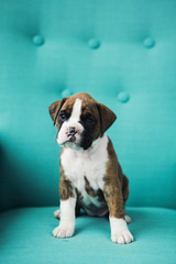 Boxer Puppy