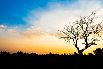 Lonely dead tree during sunset for world earth day concept.