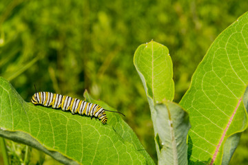 Monarch Caterpillar (Danaus plexippus)