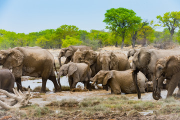 Fototapeta na wymiar Elephants drinking at a water hole in Etosha, Namibia