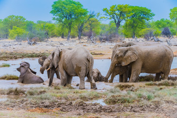 Fototapeta na wymiar Elephants drinking at a water hole in Etosha, Namibia