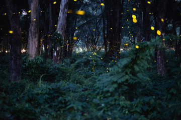 Abstract and magical image of Firefly flying in the night forest in Thailand, long exposure with...