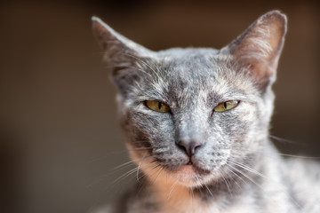 Portrait of gray cat face looking at camera, cute pet at home