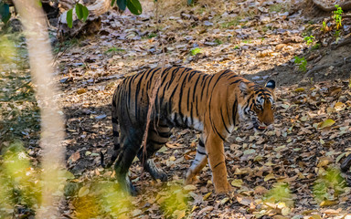 Muddy tiger walking through jungle in India © Hans