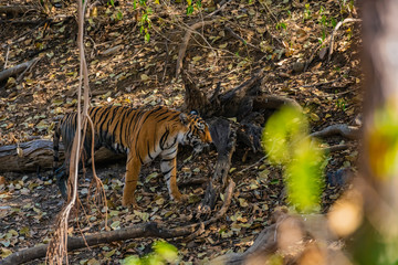 Muddy tiger walking through jungle in India © Hans