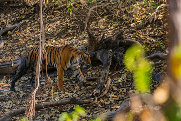 Muddy tiger walking through jungle in India