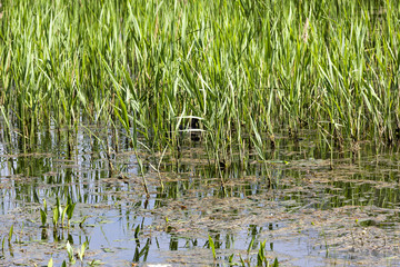 grass swamp spring