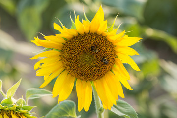 Fototapeta premium Bees on Sunflower