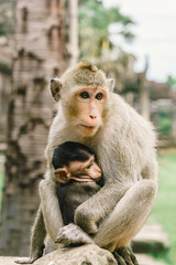 Mother monkey and son at Angkor Wat in Cambodia