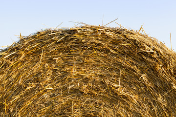 Yellow dry straw