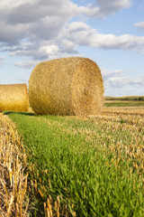 Fototapeta premium dried golden straw
