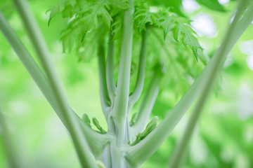 Obraz premium Green papaya trees, green peaks It is beautiful in nature.