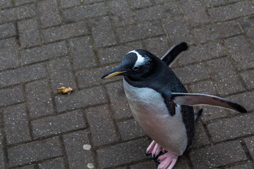 Edinburgh Penguin