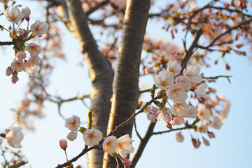 桜　春　素材