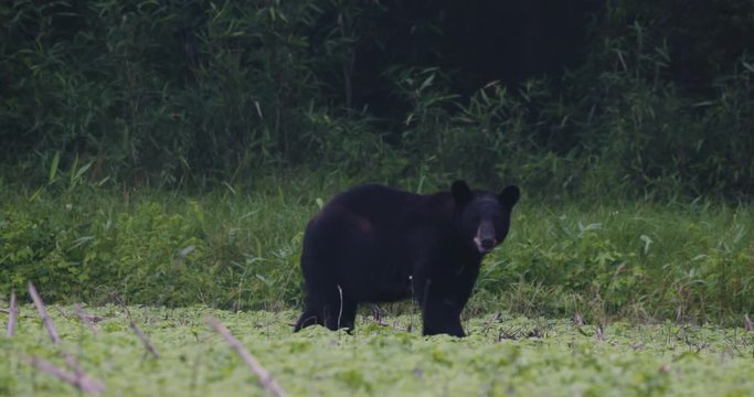 a black bear in eastern north carolina