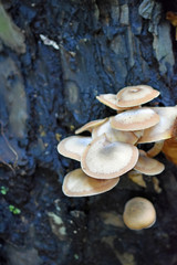 Wild Mushrooms Growing from Tree #1