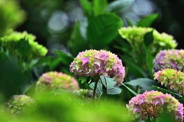 カラフルなアジサイの花