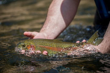Flyfishing Trout