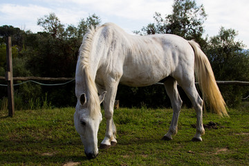 Obraz na płótnie Canvas caballo blanco