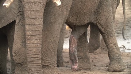 elephant-penis-fucking-girls-sex