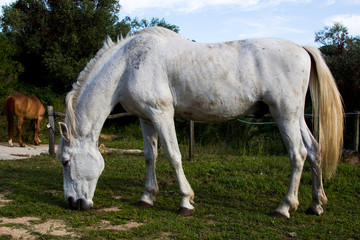 Obraz na płótnie Canvas caballo blanco