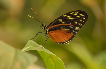 Heliconius Hecale Butterfly