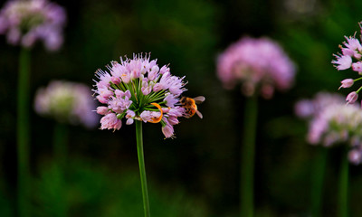 Close up view of bee pollinating chive blossoms along the Chicago riverwalk garden in downtown Chicago Loop.