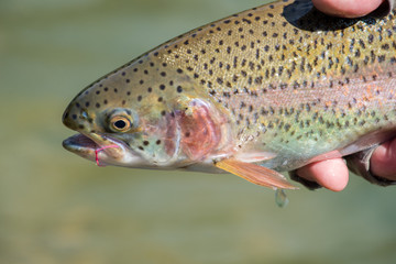 Flyfishing Trout