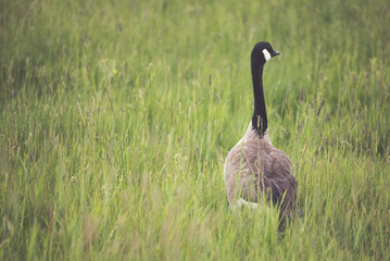 Canada Geese in Tall Grass