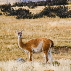 One adult lama (alpaca) stands in the arid steppe and looks into the distance