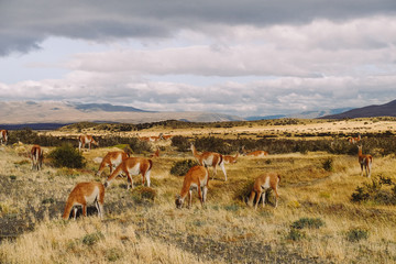 A flock of brown lamas (alpacas) stand in the field and eat grass against the backdrop of mountains and clouds