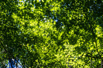 Maple leaves of early summer