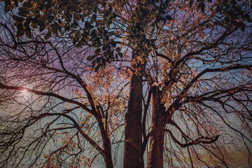 Colourful tree full of branches.