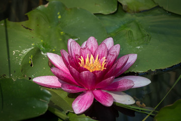 Flowering pink water lily on a sunny day in summer