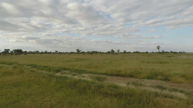 elephants in kenya