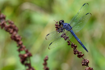 Dragonfly on plant in nature