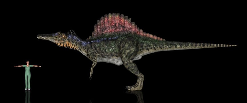 恐竜縮尺図 スピノサウルス Stock イラスト Adobe Stock