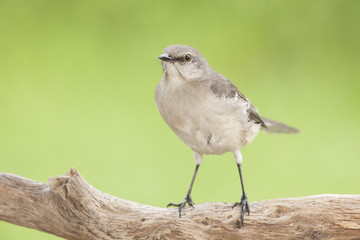 cenzontle Mimus polyglottos