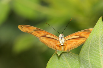 Dryas Julia