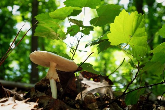 A Cokers Amanita Mushroom Beneath A Wild Muscadine Vine In The Forest At Yates Mill County Park In Raleigh North Carolina