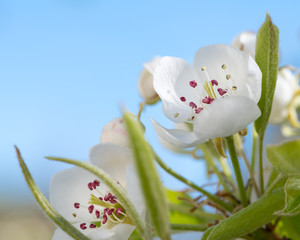 Closeup of the flowers of a pear tree in springtime