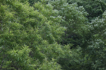 風に揺れる木の葉