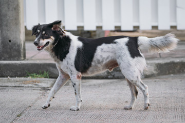 Fototapeta premium dog walking at the street