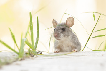 Rat eaten   back yard feeder