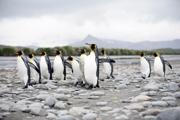 Obraz premium King Penguins (Aptenodytes patagonicus) going to and from the ocean back to their nesting colony and chicks. 