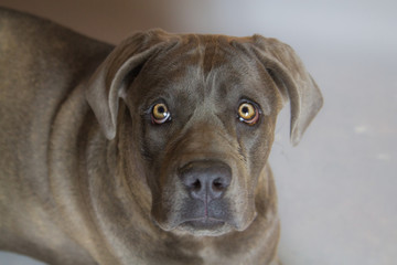 cane corso