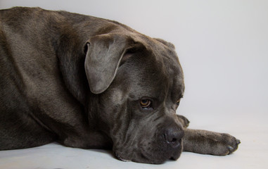 cane corso