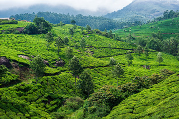 Beautiful tea plantations in hills near Munnar, Kerala, India.