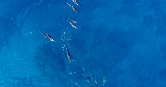 Aerial shot of a spinner dolphin pup playing along side it's mother in Kailua Kona, Hawaii. Slow motion.