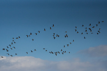 Birds in flight 